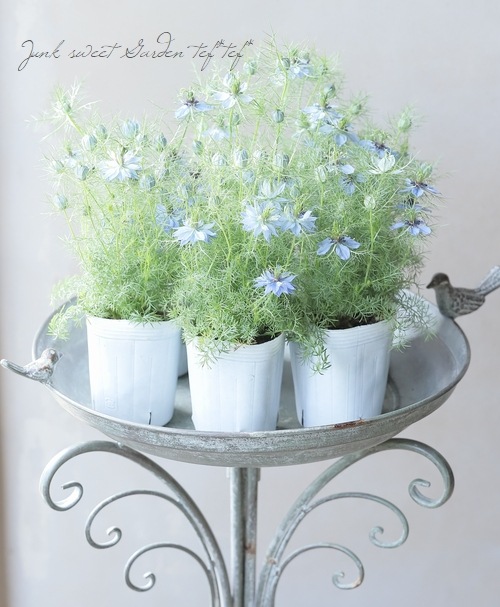 ニゲラ 『アンティークブルー』 | すべての商品 | | Junk sweet Garden