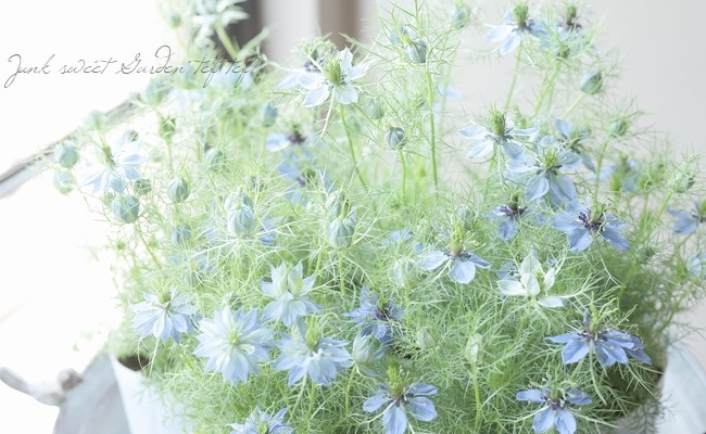 にげらページ ニゲラ：デルフトブルー3-3.5号ポット の通販 | 園芸ネット