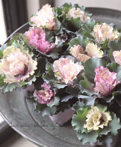 □葉牡丹 『ヴィンテージベイン』 フリル | すべての商品 | | Junk