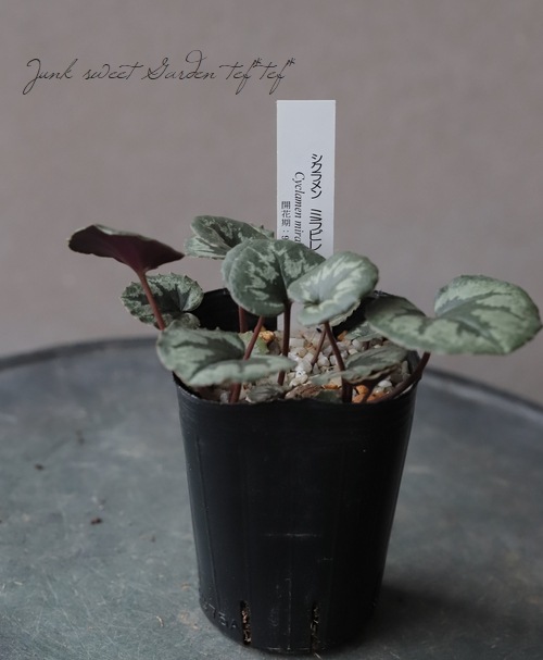 原種シクラメン 『ミラビレ』 | すべての商品 | | Junk sweet Garden