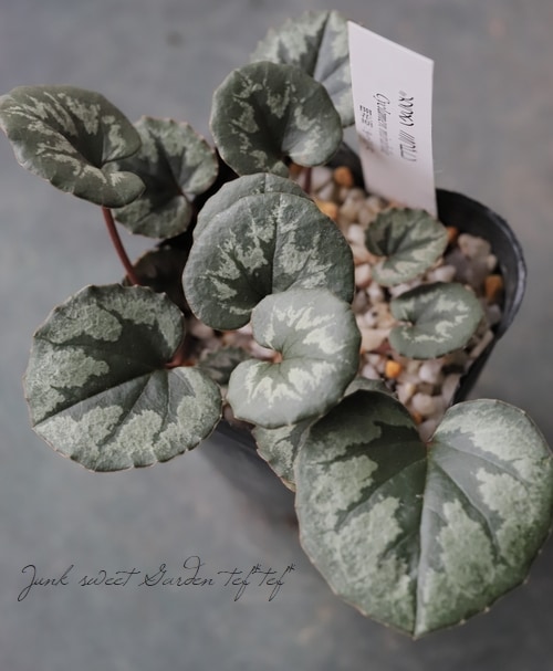 原種シクラメン 『ミラビレ』 | すべての商品 | | Junk sweet Garden