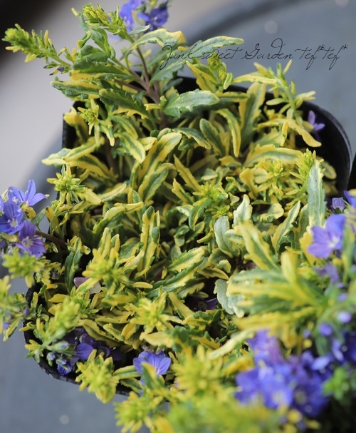 ������٥��˥����ץ����ȥ顼�� �إ�����ɥ������