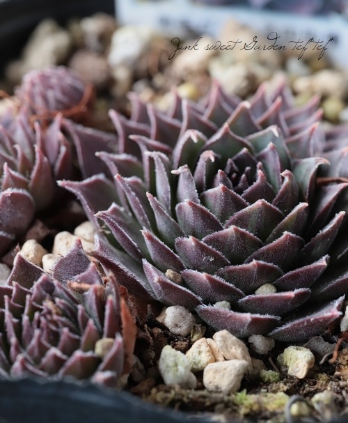 多肉植物】センペルビウム 『藤つぼ』 | Leaf Species,多肉植物