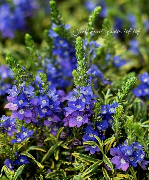 ������٥��˥����ץ����ȥ顼�� �إ�����ɥ������