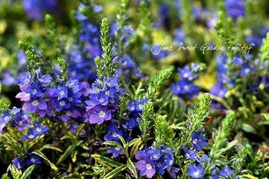 斑入りベロニカ・プロストラータ 『ゴールドウェル』 | すべての商品