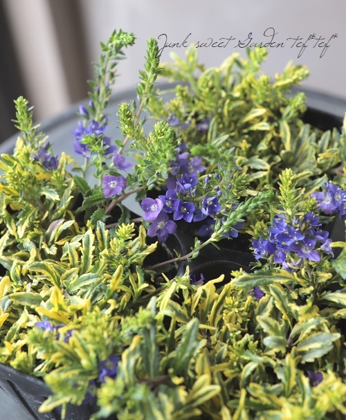 ������٥��˥����ץ����ȥ顼�� �إ�����ɥ������