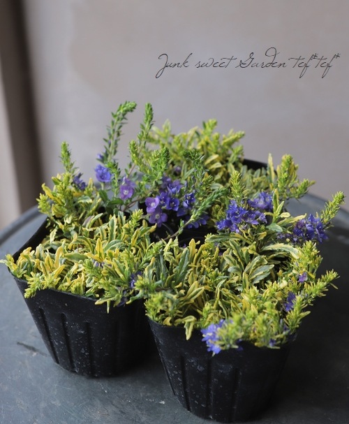 ������٥��˥����ץ����ȥ顼�� �إ�����ɥ������