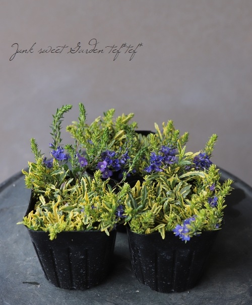 ������٥��˥����ץ����ȥ顼�� �إ�����ɥ������