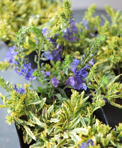 ������٥��˥����ץ����ȥ顼�� �إ�����ɥ������