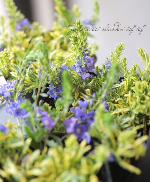 ������٥��˥����ץ����ȥ顼�� �إ�����ɥ������