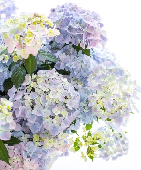 虹～紫陽花⭐ 超最新新品種！】 紫陽花 ラグランジア 『クリスタルヴェール2