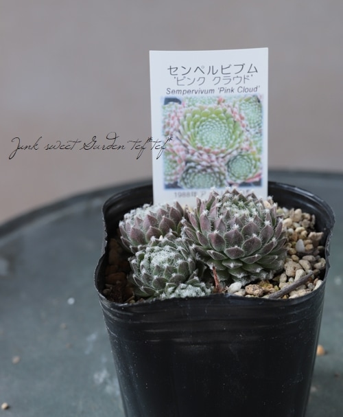 多肉植物】センペルビウム『ピンククラウド』 | Leaf Species,多肉植物