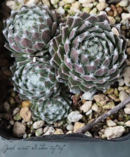 多肉植物】センペルビウム『ピンククラウド』 | Leaf Species,多肉植物