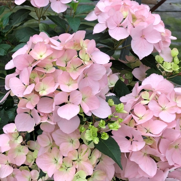 超最新新品種！】 紫陽花 ラグランジア 『クリスタルヴェール2