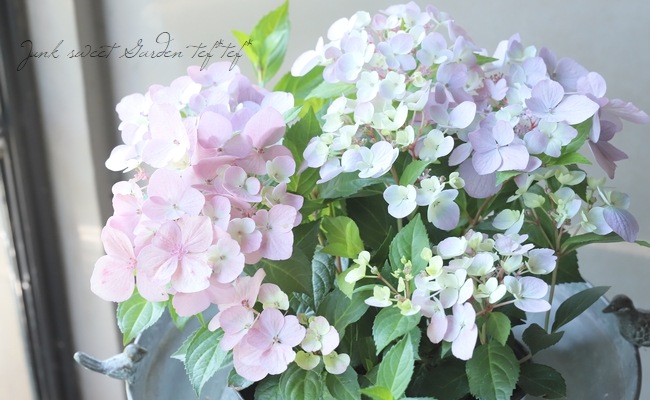 超最新新品種！】 紫陽花 ラグランジア 『クリスタルヴェール2』 花芽