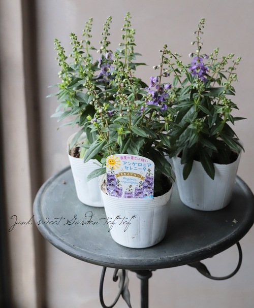 アンゲロニア セレニータ スカイブルー すべての商品 Junk Sweet Garden Tef Tef
