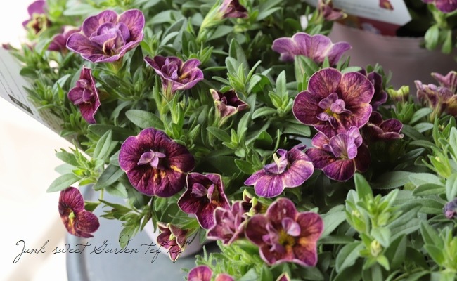 ���֥餵��Υ���֥饳����NOZOMI���إ��������