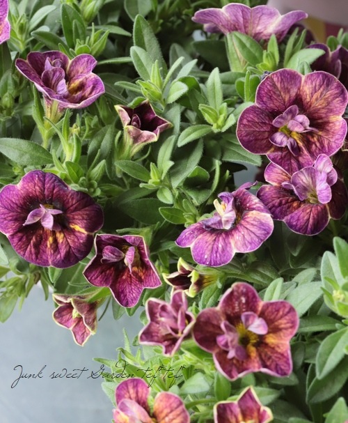 ���֥餵��Υ���֥饳����NOZOMI���إ��������