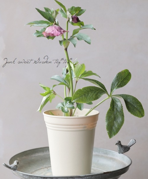 クリスマスローズ 『川久保交配・超多弁ダブル』 2025【No.28