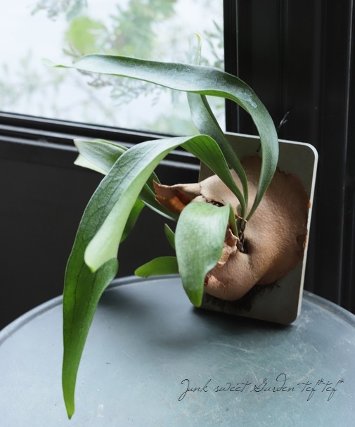 観葉植物】ビカクシダ コウモリラン A | すべての商品 | | Junk sweet