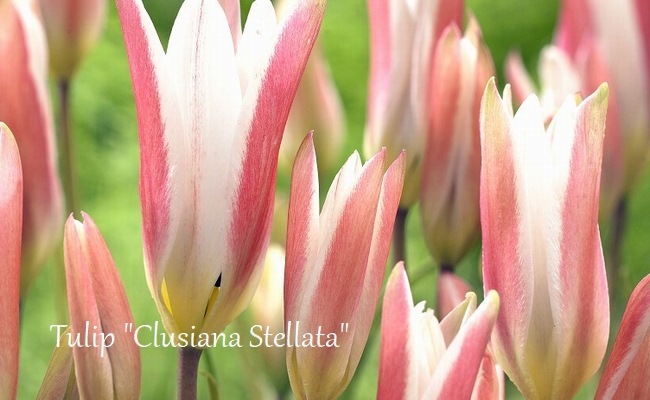 球根】 原種系ワイルドチューリップ 『クルシアナステラータ』 | 球根