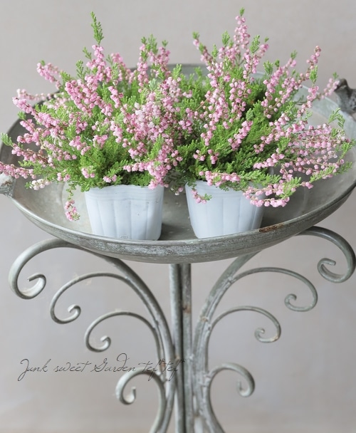 八重咲きカルーナ 『ジュエルドロップスパール』 【ピンク】 | すべて