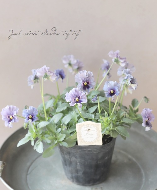 ○育種家ビオラ 『レディ』 大株【F】一点物 | すべての商品 | | Junk