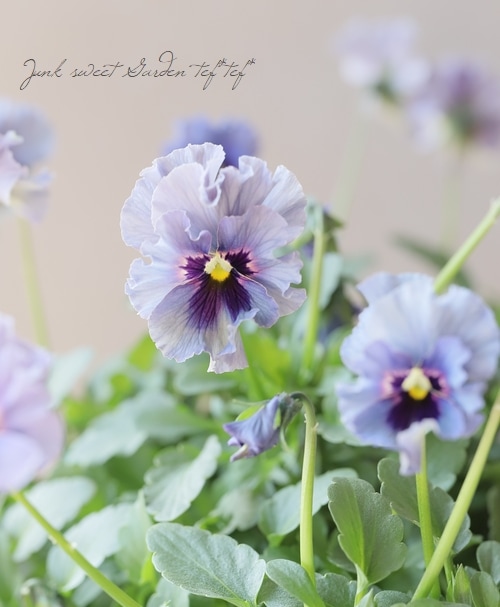 ○育種家ビオラ 『レディ』 大株【F】一点物 | すべての商品 | | Junk