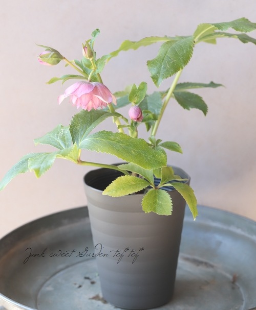 下原園芸・クリスマスローズ 『多弁ダブル』 2026【No.15】 | すべての