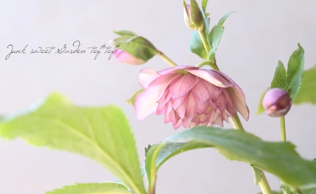 下原園芸・クリスマスローズ 『多弁ダブル』 2026【No.15】 | すべての