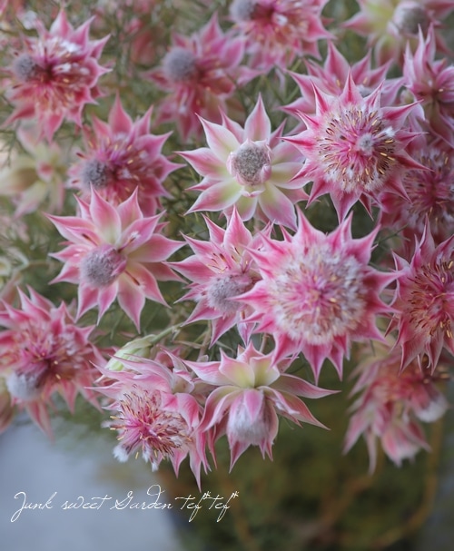 ジョーイセルリア 『プリティピンク -Pretty n Pink-』 | すべての商品