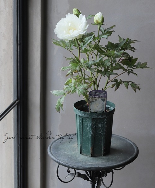 進化したハイブリット芍薬 ホワイトヘブン すべての商品 Junk Sweet Garden Tef Tef