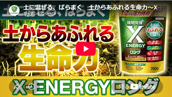 �ڳ��Ϻޡ� X-ENERGY���󥰡ʥ��å������ʥ������󥰡�γ������ 700g����ʪ�η򹯤�ȡ����륱����