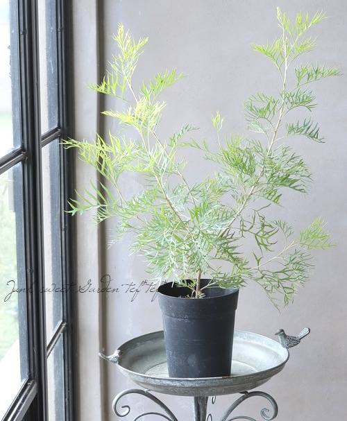 オーストラリア グレイン ヒレサイドスジ 山手線の3倍!?オーストラリア沿岸に見つかった「世界最大の単一の植物