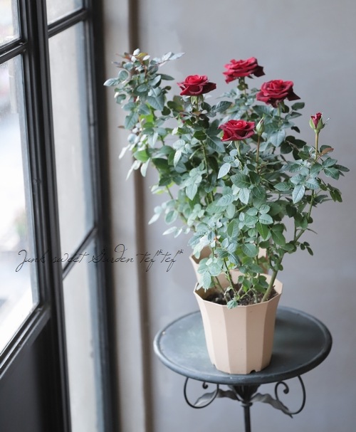 ミニバラ 『スカーレットメルセデスコルダナ』 | すべての商品