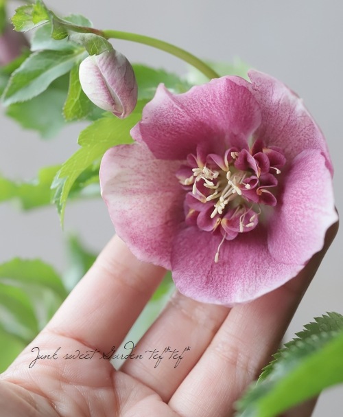 クリスマスローズ 静岡県・杉光園芸 杉山交配 『セミダブル・ピンク