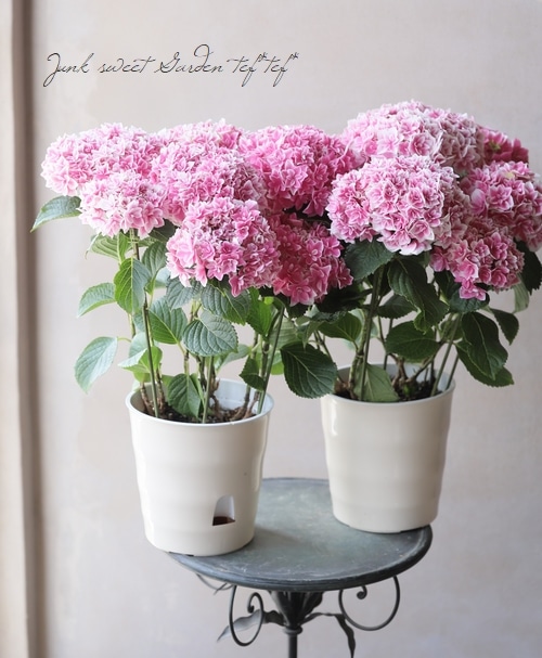 お取り置きになりました(。ᵕᴗᵕ。)「紫陽花♡ピンク系」 紫陽花 さくらシリーズ 『かがり』 ピンク | すべての商品 | | Junk