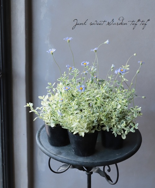 ブルーデージー 斑入り 青花 すべての商品 Junk Sweet Garden Tef Tef