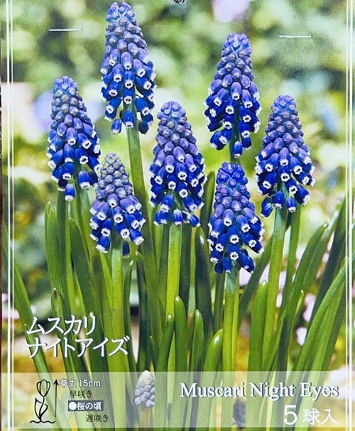 ڵ庬 ॹꡡإʥȥ 庬5