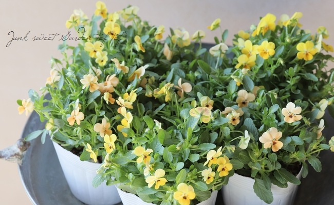 ○ビオラ・ビオレッタ 『オレンジジュース』 | すべての商品 | | Junk