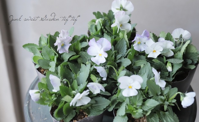 みもとコラボビオラ 『ア191』 | すべての商品 | | Junk sweet Garden