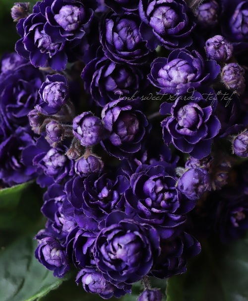 室内の女王 セントポーリア 『ダークパープル』A | すべての商品