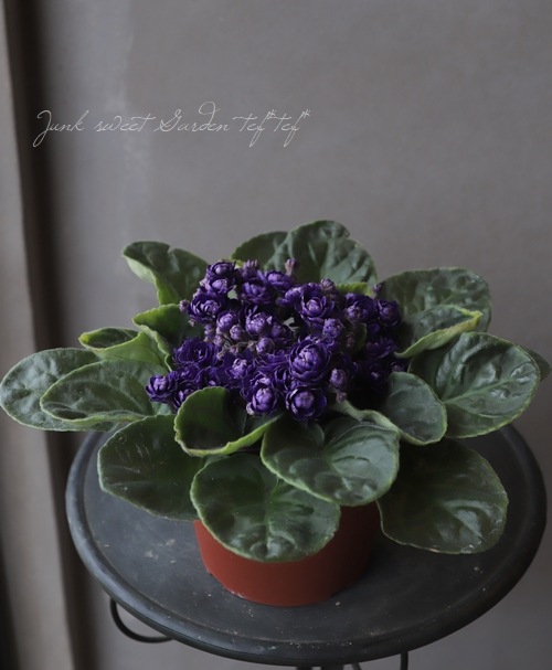 室内の女王 セントポーリア 『ダークパープル』A | すべての商品