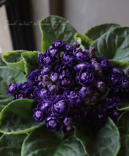 蒼*夢様 フラワーパニエ　ベースブラック×花ダークパープル　45cm 室内の女王 セントポーリア 『ダークパープル』A | すべての商品