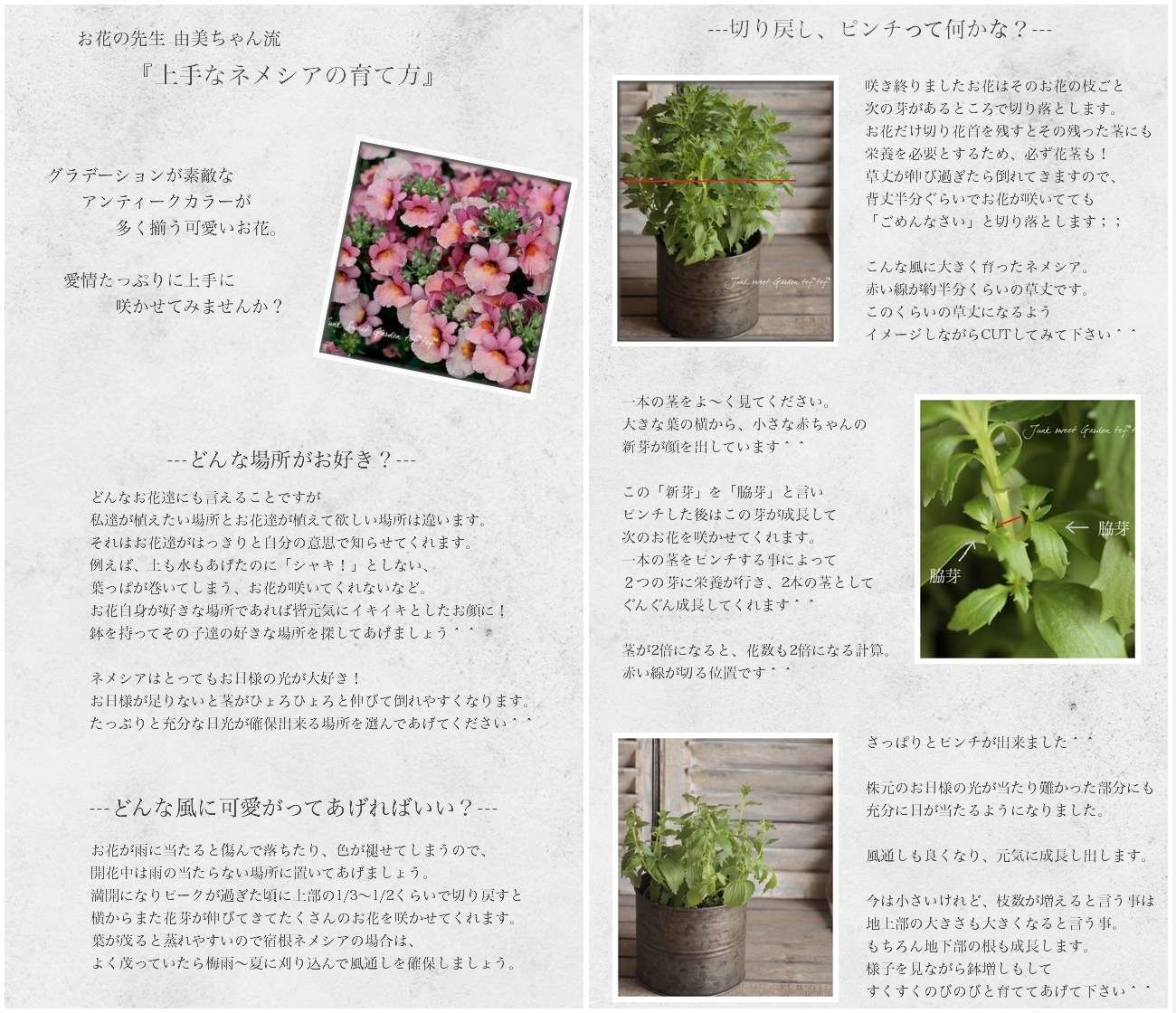 Luxury selection���ɺ��ͥ᥷�����᡼�ƥ�إ��祳�졼�ȥࡼ����