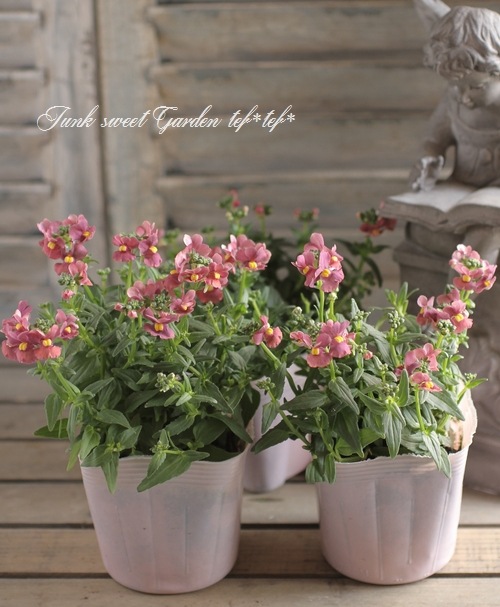 Luxury selection���ɺ��ͥ᥷�����᡼�ƥ�إ��祳�졼�ȥࡼ����