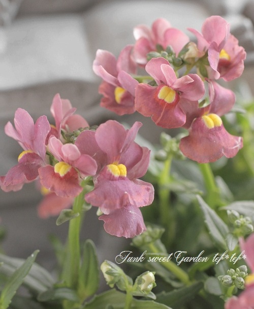 Luxury selection���ɺ��ͥ᥷�����᡼�ƥ�إ��祳�졼�ȥࡼ����