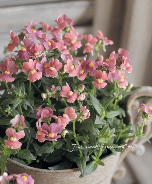 Luxury selection���ɺ��ͥ᥷�����᡼�ƥ�إ��祳�졼�ȥࡼ����