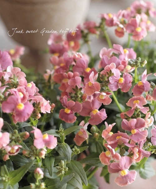 Luxury selection���ɺ��ͥ᥷�����᡼�ƥ�إ��祳�졼�ȥࡼ����