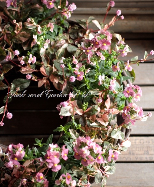 Luxury selection���ɺ��ͥ᥷�����᡼�ƥ�إ��祳�졼�ȥࡼ����